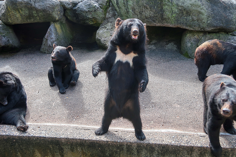 奥飛騨クマ牧場